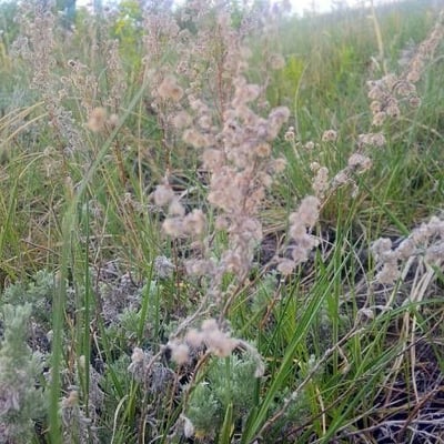 Artemisia frigida — flower