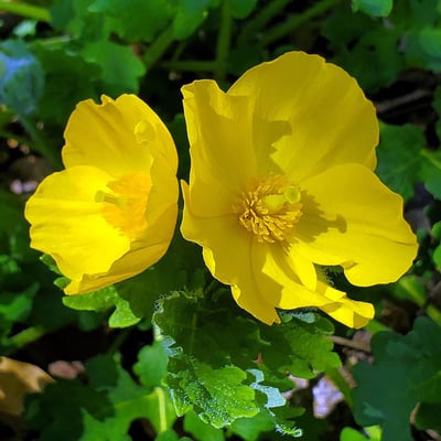Stylophorum diphyllum — flower