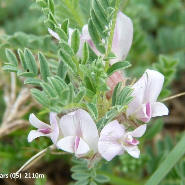 Astragalus sempervirens — flower