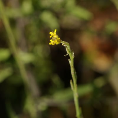 Sisymbrium officinale — flower