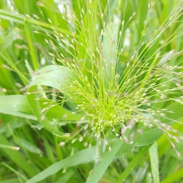 Panicum capillare — flower