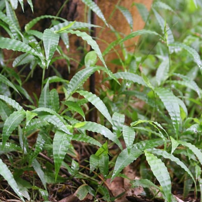 Oplismenus hirtellus — leaf