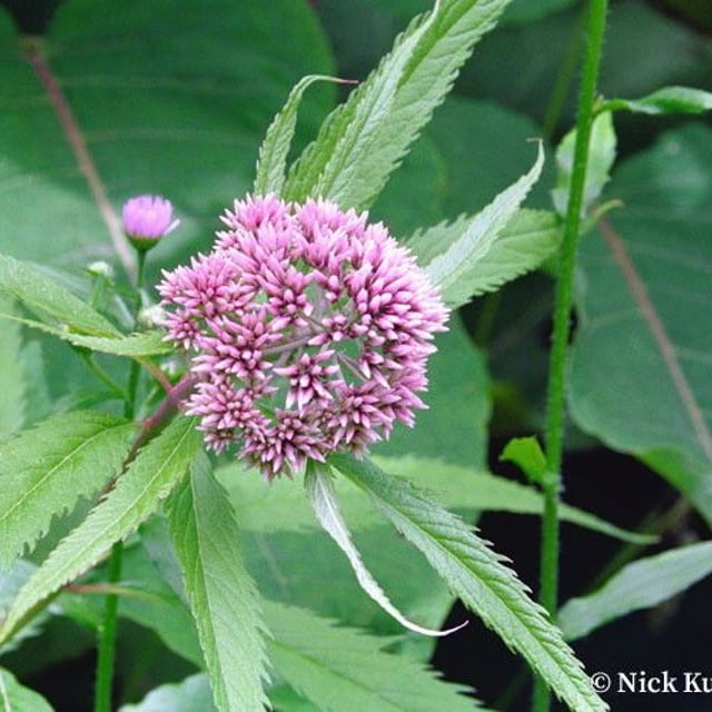 Eupatorium chinense