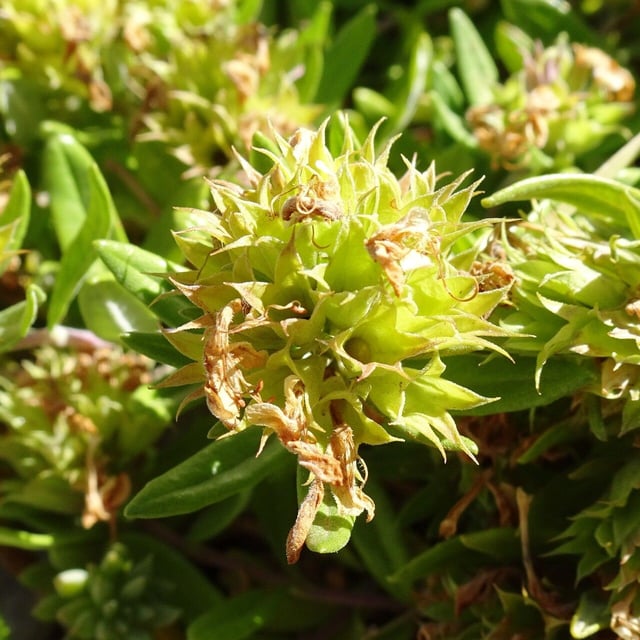 Teucrium montanum — flower