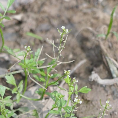Cardamine pensylvanica — bark