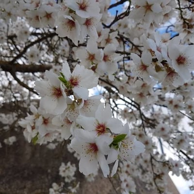 Prunus dulcis — flower