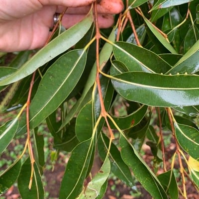 Corymbia intermedia — leaf