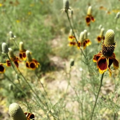 Ratibida columnifera — flower