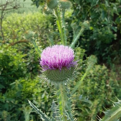Onopordum acanthium — flower