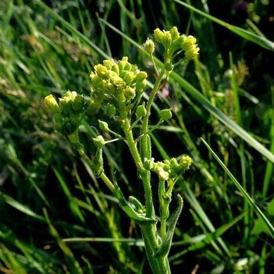 Neslia paniculata — flower