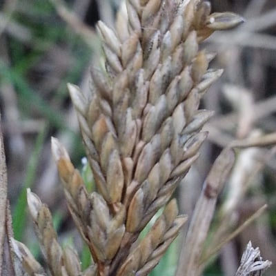 Catapodium marinum — flower