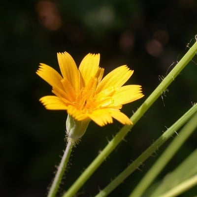 Krigia virginica — flower