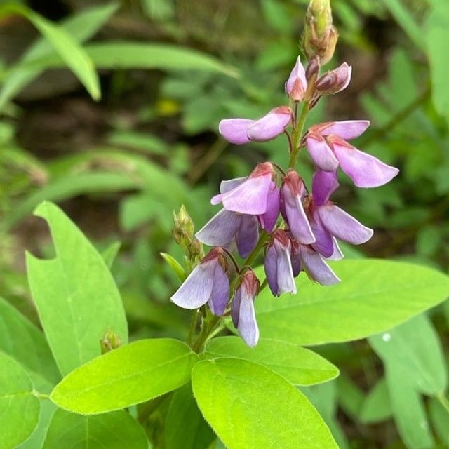 Desmodium canadense — flower