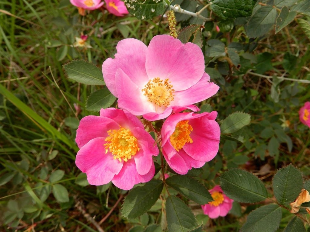 Rosa marginata