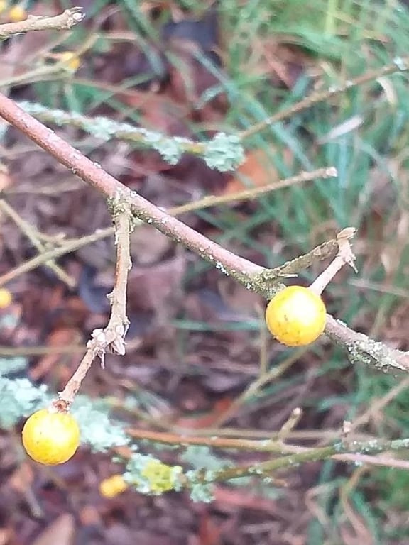 Bilobed grewia