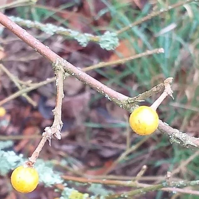 Bilobed grewia