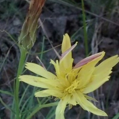 Scorzonera humilis — flower