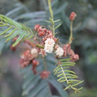Acacia mearnsii — flower