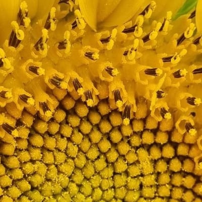 Helianthus annuus — flower