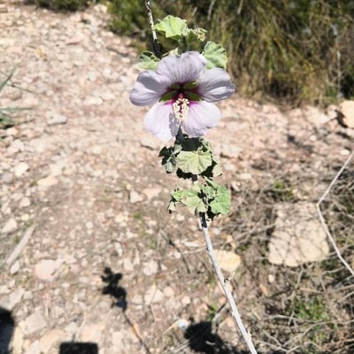 Malva subovata — flower