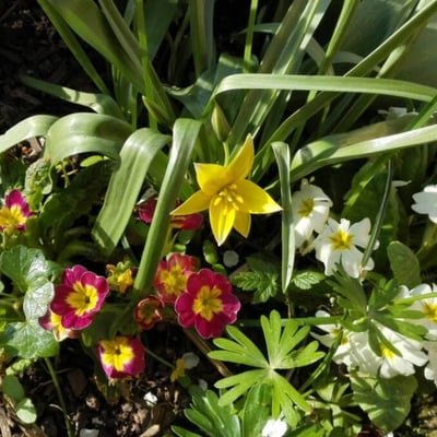 Tulipa sylvestris — flower