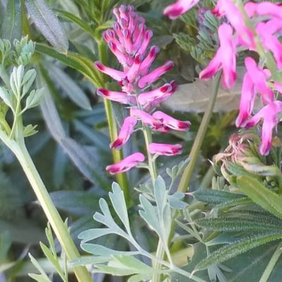 Fumaria officinalis — flower