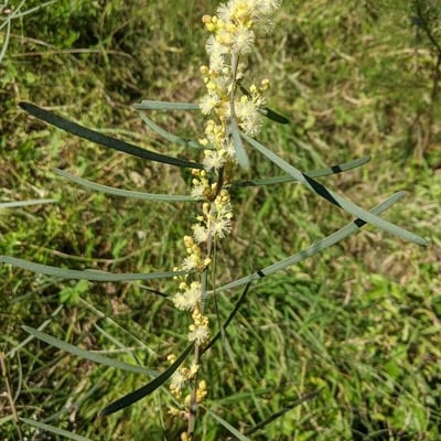 Acacia suaveolens — flower