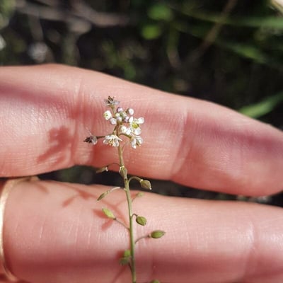 Lepidium graminifolium — flower
