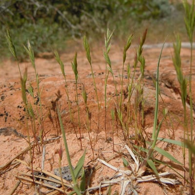 Vulpia octoflora — habit