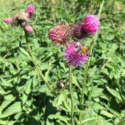 Carduus personata — flower