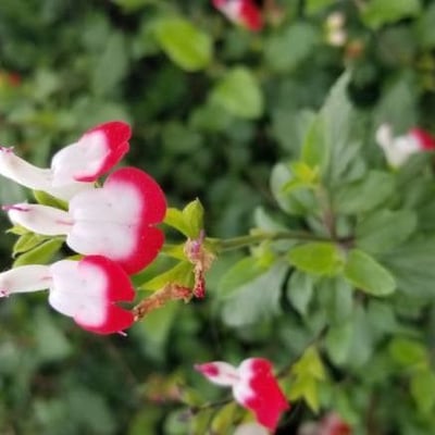 Salvia microphylla — flower