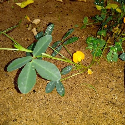 Arachis hypogaea — flower