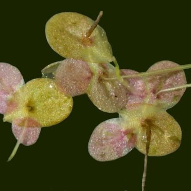 Lemna turionifera — leaf