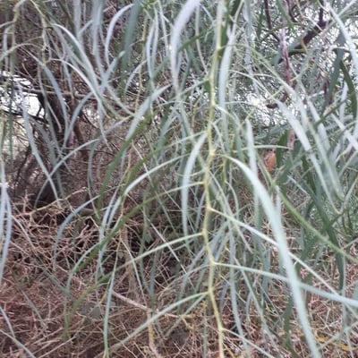 Acacia stenophylla — leaf