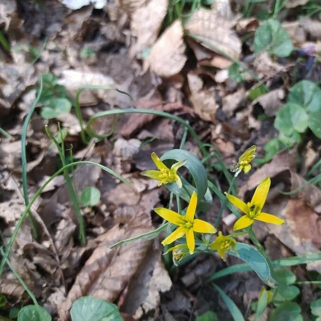 Gagea lutea — flower