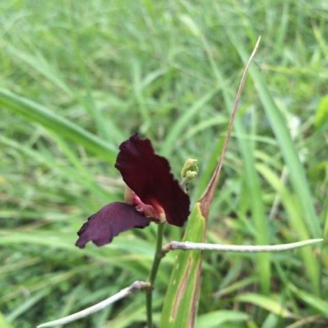 Macroptilium atropurpureum — flower