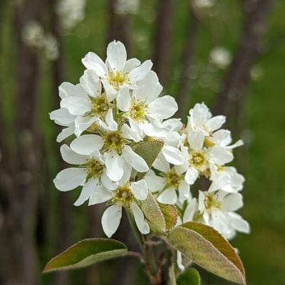 Amelanchier spicata — flower