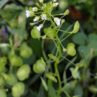 Thlaspi arvense — flower