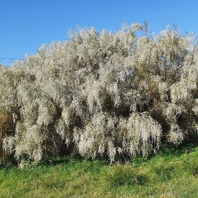 Retama raetam — flower