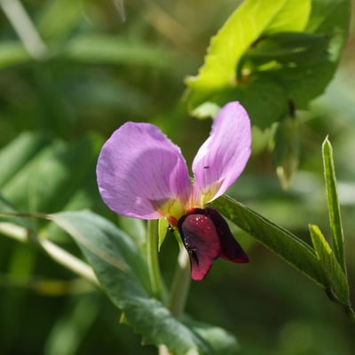 Vicia lathyroides — flower