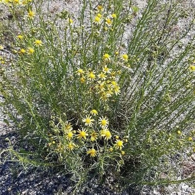 Senecio flaccidus — flower