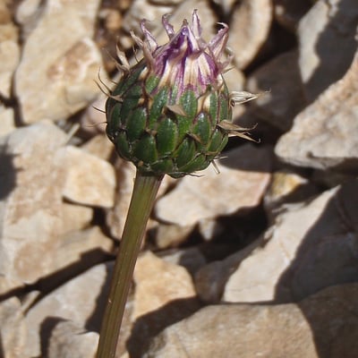 Klasea nudicaulis — flower
