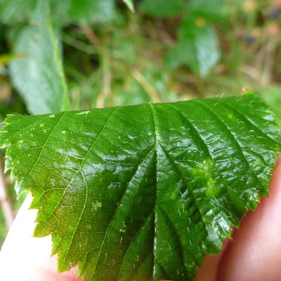 Rubus sprengelii — leaf