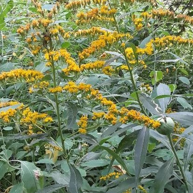 Solidago rugosa — flower