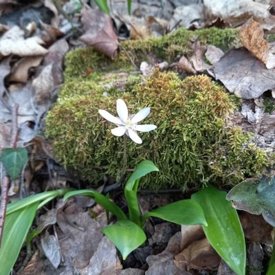 Coptis trifolia — flower