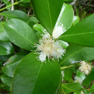 Psidium guineense — flower