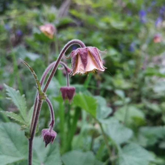 Geum rivale — flower