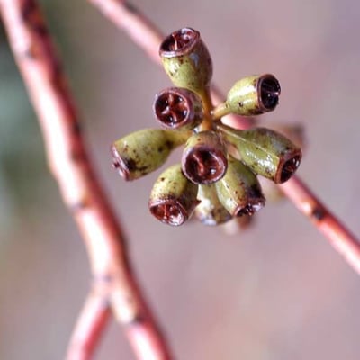 Eucalyptus robusta — flower