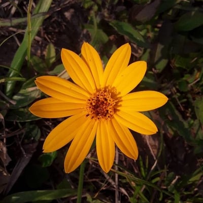 Heliopsis helianthoides — flower