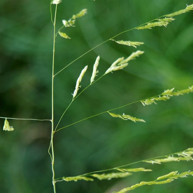 Leersia oryzoides — flower